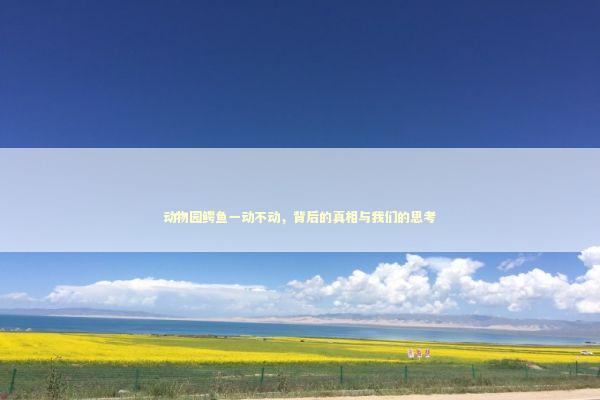 动物园鳄鱼一动不动，背后的真相与我们的思考