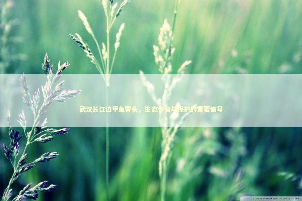 武汉长江边甲鱼冒头，生态恢复与保护的重要信号