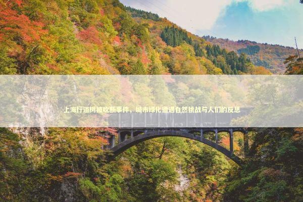 上海行道树被吹断事件，城市绿化遭遇自然挑战与人们的反思